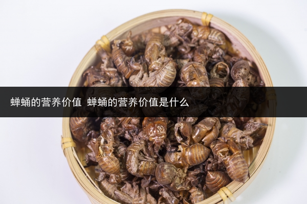 蟬蛹的營養(yǎng)價值 蟬蛹的營養(yǎng)價值是什么