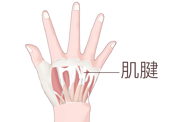 什么是肌腱，如何保護(hù)肌腱