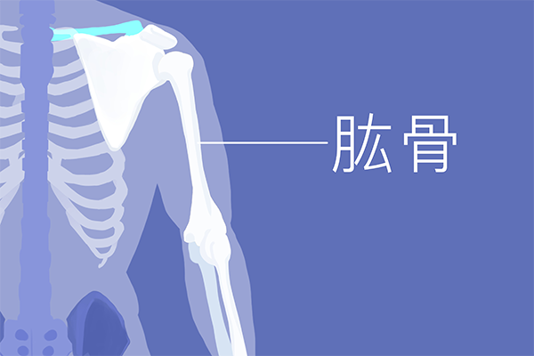 肱三頭肌怎么練，這些都是肱三頭肌的方式