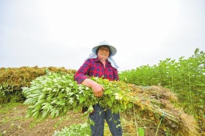 全國約八成艾草出自南陽“熏”遍大江南北艾草如何“長”成南陽標簽