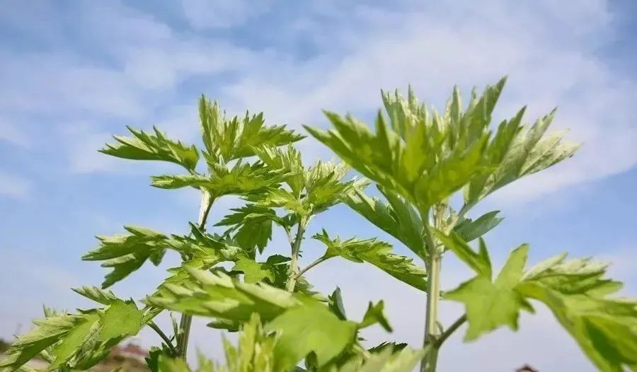 315萬票，點贊最喜愛的中國品牌， “蘄艾”榮獲第一名！