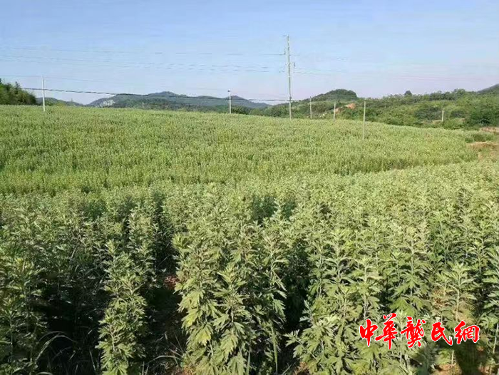 尋找中華龔氏好產品系列一中國艾都蘄春
