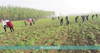 南陽國醫仲景艾草產業集團擁有四大類產品160多個品種，產品熱銷全國各地及東南亞國家