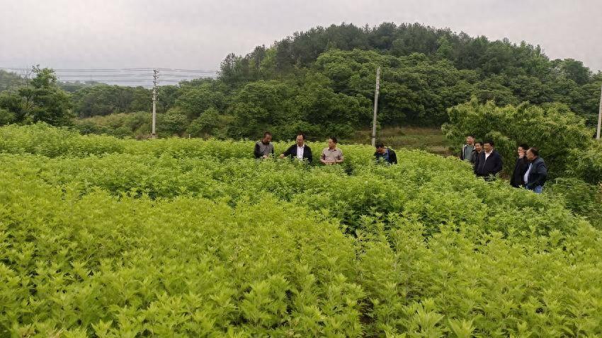 “艾”上直播間 “鏈”上致富路--麻城市龜山鎮(zhèn)80后村干部創(chuàng)業(yè)做電商還辦起村公司