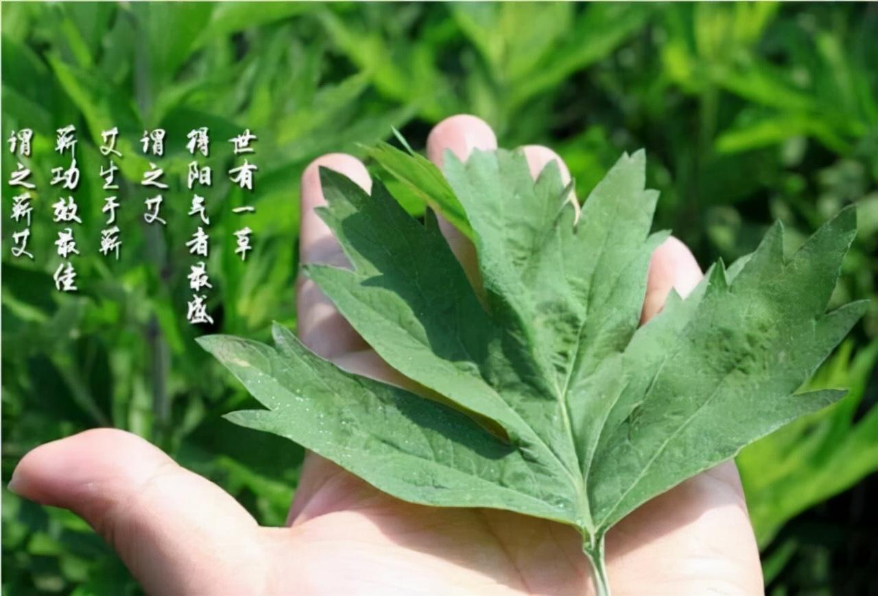 艾條應該怎么買？艾制品市場為什么這么亂？