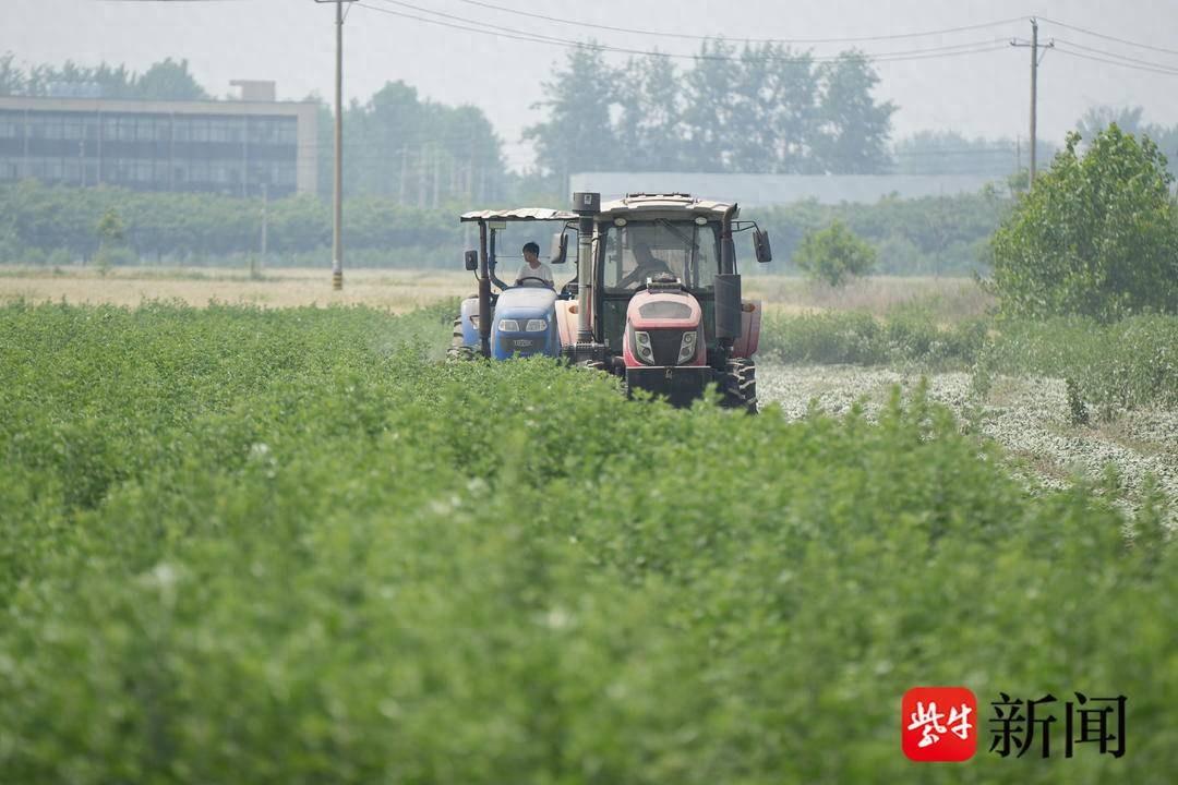 端午前夕，泗洪4000畝艾草上市啦
