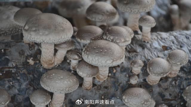 南陽市西峽縣3億袋頭茬香菇迎來豐收 價格穩定銷路廣