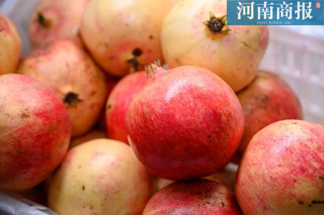 滎陽河陰石榴滯銷，有果農(nóng)無奈廉價(jià)售賣：幾毛錢一斤
