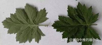 舵喝或反塔崩蜂？