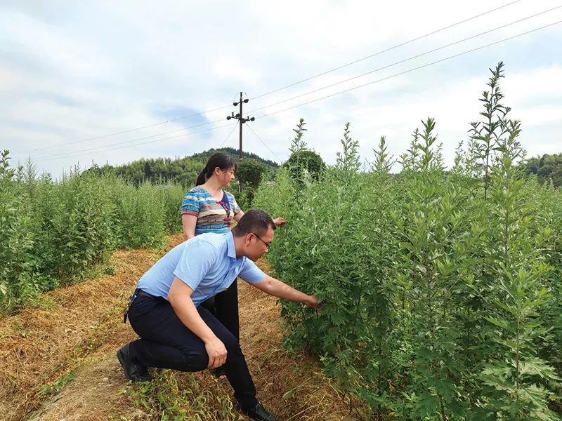 鄉村振興看瀏陽｜一根艾草興旺一個村