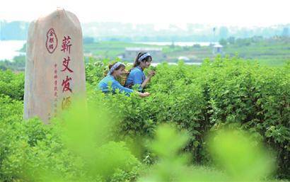 蘄艾集團喜獲“2023年度質量誠信標桿企業”稱號