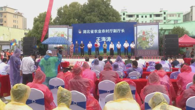 1000天后，李時(shí)珍故里湖北蘄春縣“黃金蘄艾”今日揭開神秘面紗